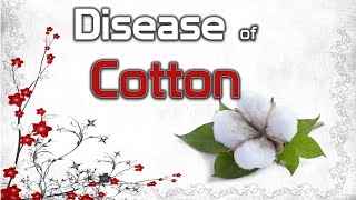 Diseases of Cotton  Anthracnose Black Arm Fusarium and Verticillium Wilt [upl. by Divan]