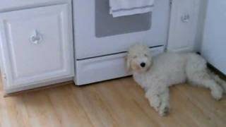 Goldendoodle puppy being naughty [upl. by Irtimed]