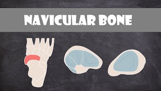 Navicular Bone  Anatomy [upl. by Ingrid858]