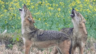 FoxJackal SoundJackal Real Sound II Sheyal er Dak  suara serigala emas [upl. by Ethelinda]