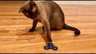 Burmese Cat vs FIDGET SPINNER [upl. by Calle]