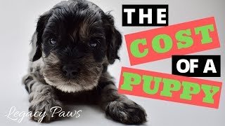 The Cost of a Puppy [upl. by Stclair]