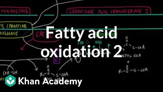 Fatty Acid Oxidation  Part II [upl. by Bramwell]