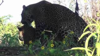 Jaguar panthera onca copulating  Pantanal Brazil [upl. by Judd]