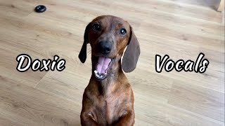 Mini dachshund vocals so much more than just barking [upl. by Elmo]