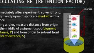 GR 12 Chromatography For Photosynthesis Science Tutorial Video [upl. by Sara939]