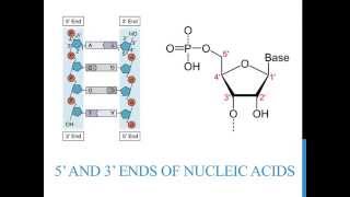 5 3 ends of DNA and RNA [upl. by Llerrut]