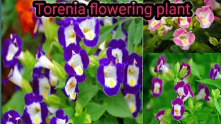 How to grow and care torenia plantsGreen Garden Gujarat [upl. by Nnairrek434]