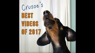 Crusoe the Dachshunds Best Videos of 2017  Whats Your Fav [upl. by Atsyrt148]