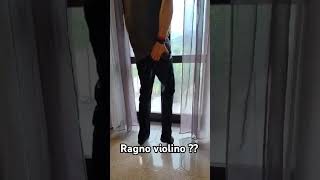 Ragno violino o prurito improvviso shorts [upl. by Lomax]