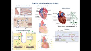 11  Physiological properties of cardiac muscle cells [upl. by Nazay]