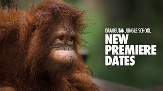 Orangutan Jungle School – New Premiere Dates [upl. by Odragde761]