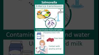 Salmonella enterica  Salmonellosis  enteric fever  microbio in 1 minute [upl. by Huttan798]