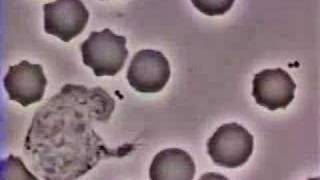 Crawling Neutrophil Chasing a Bacterium [upl. by Adnor]