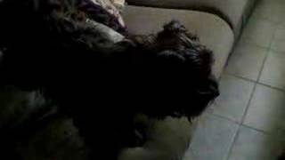 Candace YorkiePoodle mix barking [upl. by Tracey]