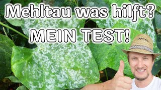 Mehltau an Gurken 🥒 3 Hausmittel im Test 🔴 Teil 1 [upl. by Furgeson]