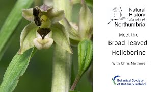 Meet the Broadleaved Helleborine [upl. by Notyard155]