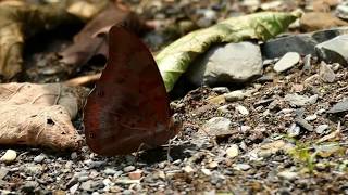 wwwbutterfliesofcolombiacom  Prepona praeneste  Charaxinae  Slomo [upl. by Edahsalof]