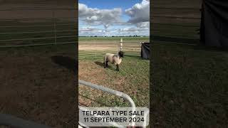 LOT 19 of the TELPARA Type Suffolk Sale 230280 [upl. by Whitman618]