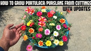 How To Grow PortulacaPurslane From CuttingsFull Updates [upl. by Edmon966]