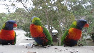 Noisy Hungry Australian Rainbow Lorikeets [upl. by Ahsertal683]