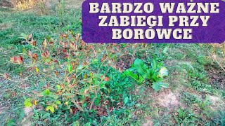 Jak zadbać o borówkę we wrześniu co zrobić przy borówce jesienią [upl. by Elleira]