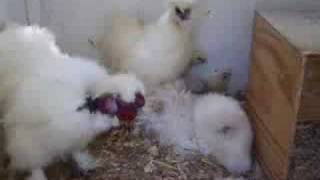 silkie and showgirl chickens with chicks [upl. by Anilah]