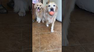 Adorable Coffee Shop Surprise 🐶☕  Cute Doggies dog [upl. by Stiles]