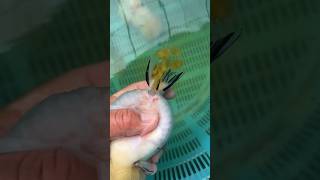 Goldfish Breeding breeding goldfish at homehow to breed goldfishdiy breeding goldfish [upl. by Ymereg]