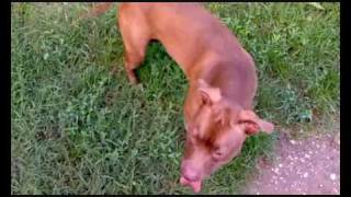 Combattimenti pitbull tra cani Illegal dog fight pitbull vs labrador [upl. by Fern]