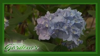 Hydrangea Trail  Volunteer Gardener [upl. by Marl917]