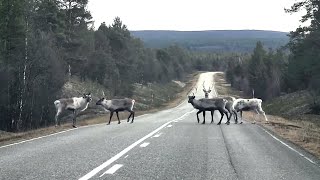 Memories in Lapland [upl. by Nerti871]