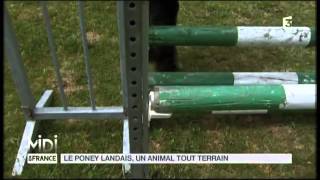 ANIMAUX  Le poney Landais un animal tout terrain [upl. by Aw]