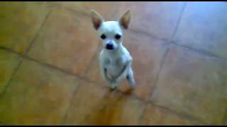 Funny Dog Dancing On A Song [upl. by Aramenta]