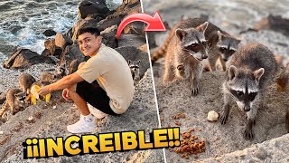 ¡Esta PLAYA de EL SALVADOR ESTA POBLADA solo por MAPACHES🦝 🇸🇻😱 [upl. by Aissert]