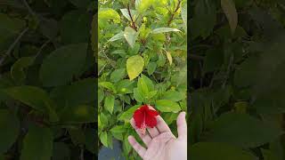 How to propagate Hibiscus by flower buds [upl. by Rotsen]