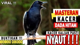 🔴VIRAL ⁉️  MASTERAN KACER GACOR FULL ISIAN MEWAH  BURUNG KACER DADA HITAM COCOK buat LATIHAN ‼️ [upl. by Rehportsirhc791]