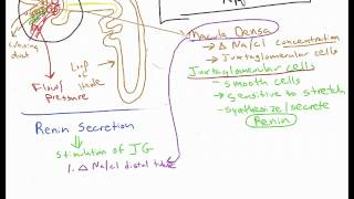 Renin Angiotensin Aldosterone System RAAS Physiology [upl. by Botnick707]