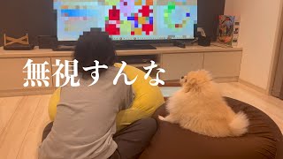 娘がゲームに夢中でふてくされるポメラニアンまめこ [upl. by Camp244]