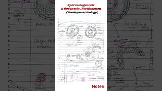 Spermatogenesis and Oogenesis  Fertilization developmentalbiology [upl. by Ragas631]