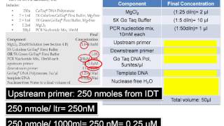 Assemble PCR Assay The DNA Lab [upl. by Adon170]