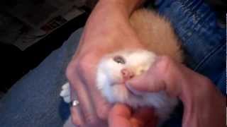 Berkshire Animal DREAMS feral kitten update  socializing nail trim and deworming [upl. by Ahsanat]