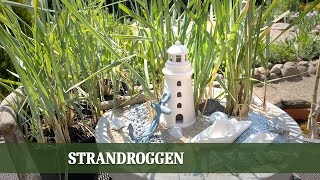 Strandroggen Leymus arenarius  Pflanzidee in der Schale und alles zur Pflanzung und Pflege [upl. by Dyanna]