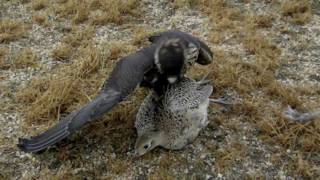 Falcon Grabs Pheasant In MidAir [upl. by Kcerred]