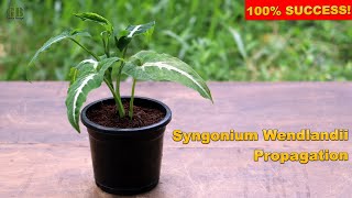 Syngonium Wendlandii or Arrowhead Plant Propagation From Cuttings With Update [upl. by Artus]