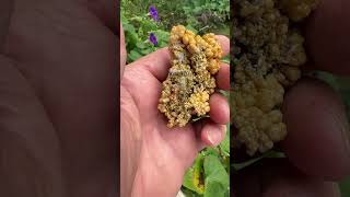 1155 gram top class large Pyromorphite complete lustrous floater Bunker Hill Idaho 7 x 45 cm [upl. by Eatnwahs395]