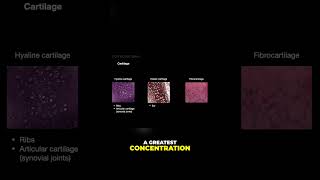 Understanding Cartilage Hyaline Elastic and Fibrous shorts histology anatomy cartilage [upl. by Laenahtan]