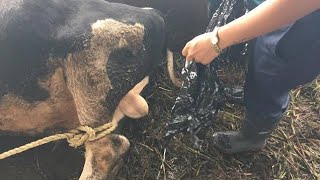 Bull Castration by veterinary doctor Castration of bull Calves methods of bull Castration🐃🐐🙏🙏 [upl. by Allard314]