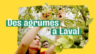 Cultiver des agrumes à Laval [upl. by Ahsilem352]