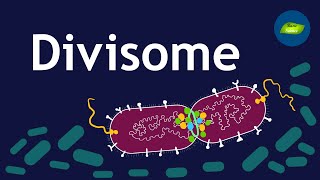 Bacterial divisome core complex I The Architect of Bacterial Cell Division  Basic Science Series [upl. by Oiligriv]